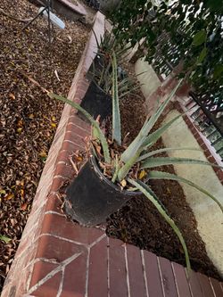 Aloe Vera