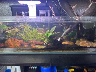 planted aquarium
