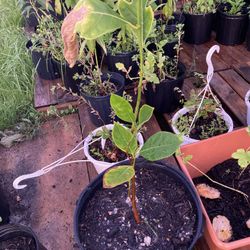 Mango Lemon Jackfruit Avocado Plants.  