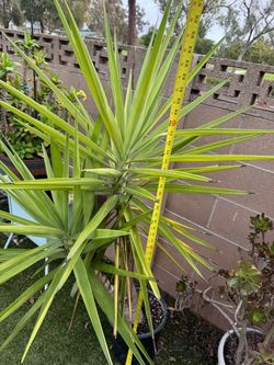 Yucca spineless (gigantea)