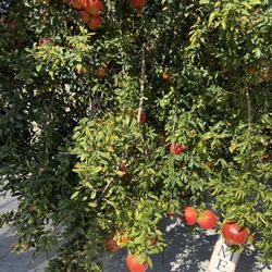Organic Pomegranate Phrase Season Three Dollar The Pound