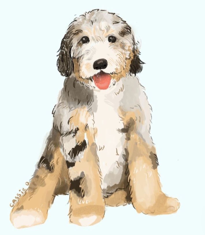 Bernedoodle 
