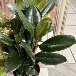 ♥️SUPER HEALTHY♥️17”Tall 5 Trees of  Burgundy Rubber Tree🙏PLS Read Description