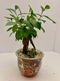 Ficus ginseng bonsai in 5 1/2” ceramic pot