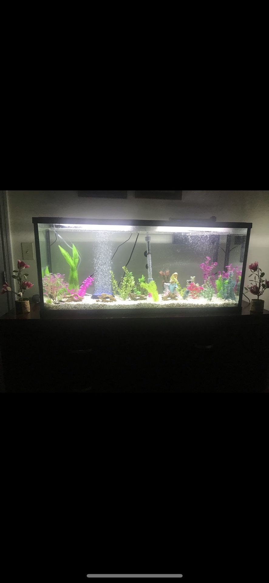 50 Gallon Fish Tank