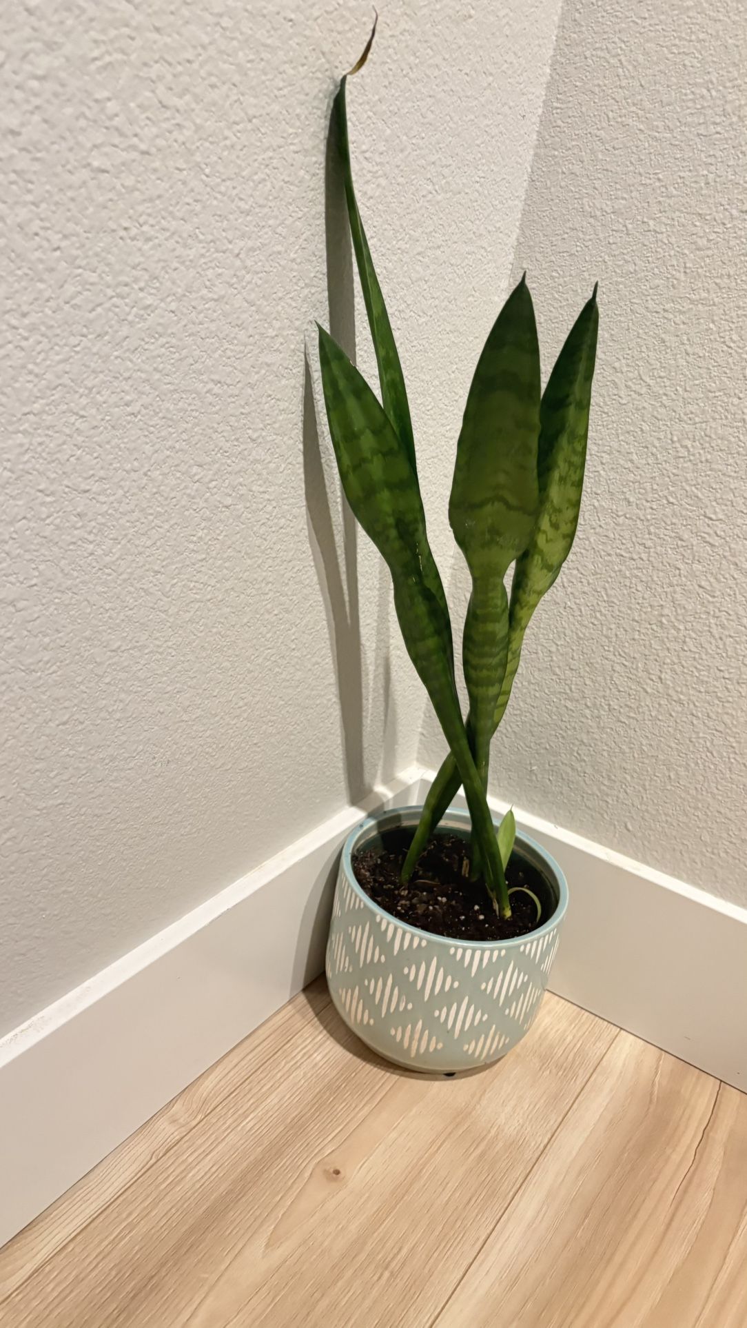 Snake Plant With Pot 