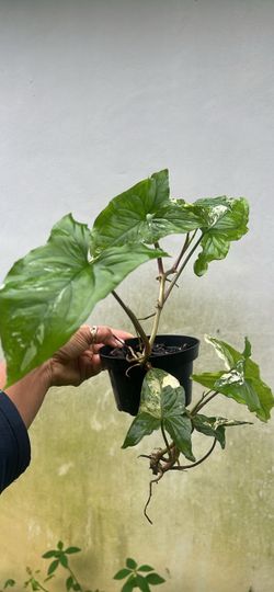 Albo syngonium variegated