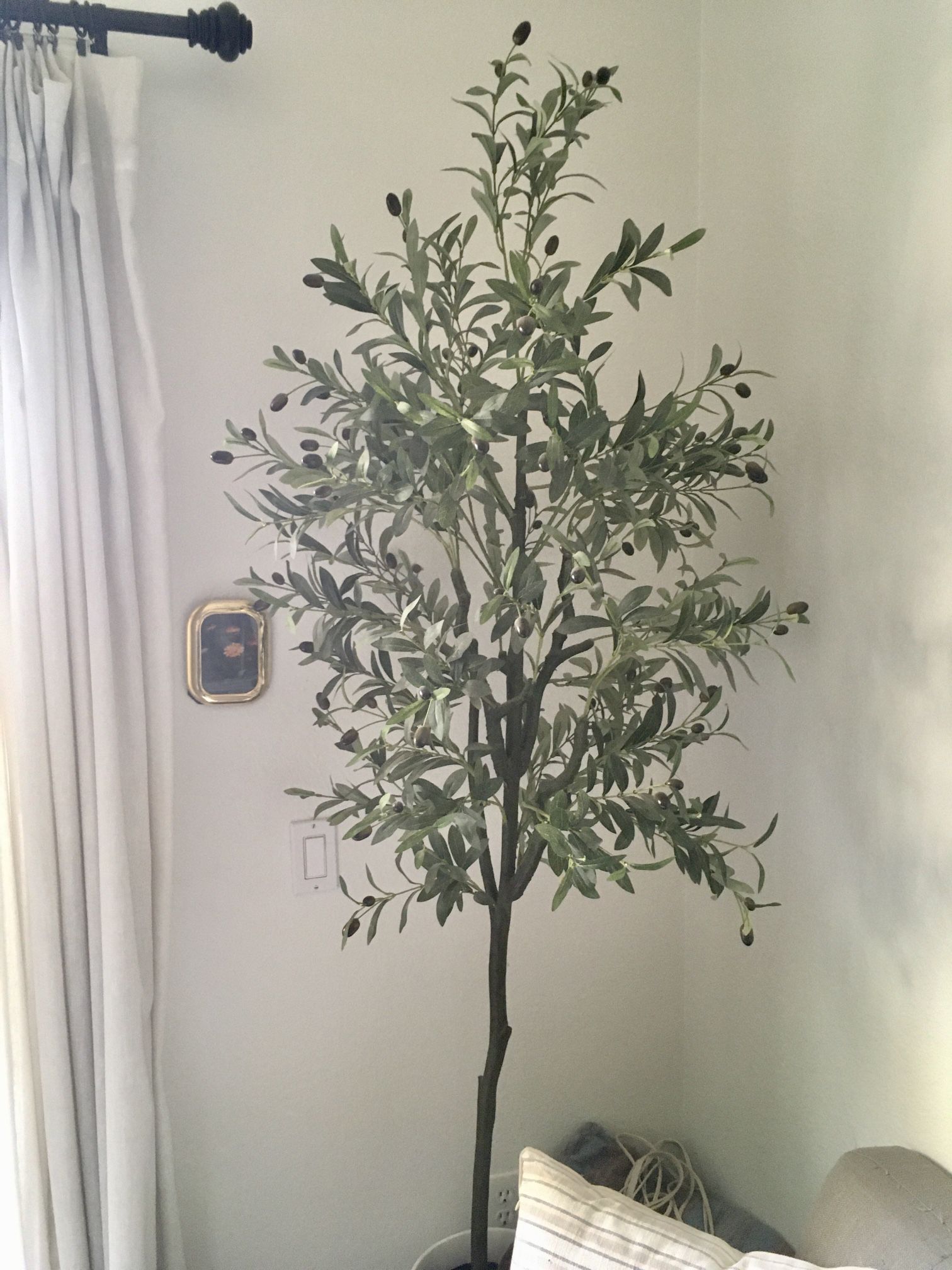 Olive Tree 70 Inches Tall 