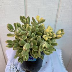 Succulent Cotyledon Bear’s Paw
