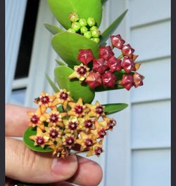 Hoya Cumingiana plants
