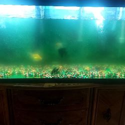 Fish Thank