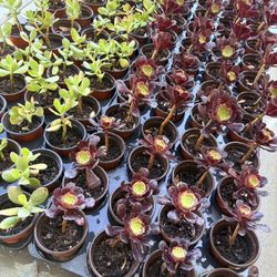 Succulents / Black Rose Aeonium and Money Tree Jade / 12 Plants for $20