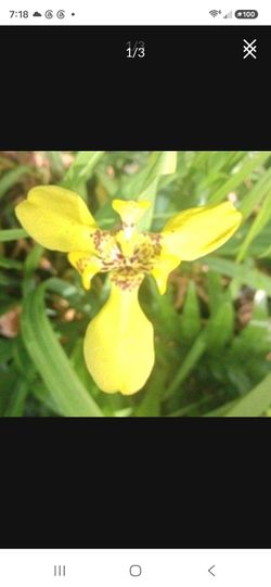 Yellow Iris Landscape Plant Attracts Butterflies