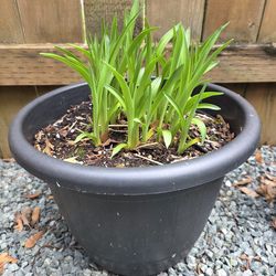 Day lilies  in 16" pot -$10