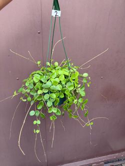 6” xl Hoya Mathilde