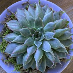 Graptopetalum Filiferum live succulent plant On a Ceramic Light Blue Planter… /home Decor/ Succulent /silver Star /live Plant