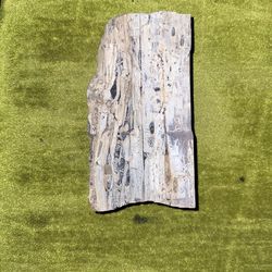 Beautiful Piece Of Petrified Wood