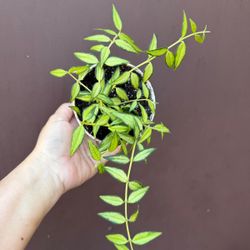 4” hoya bella louis bois 