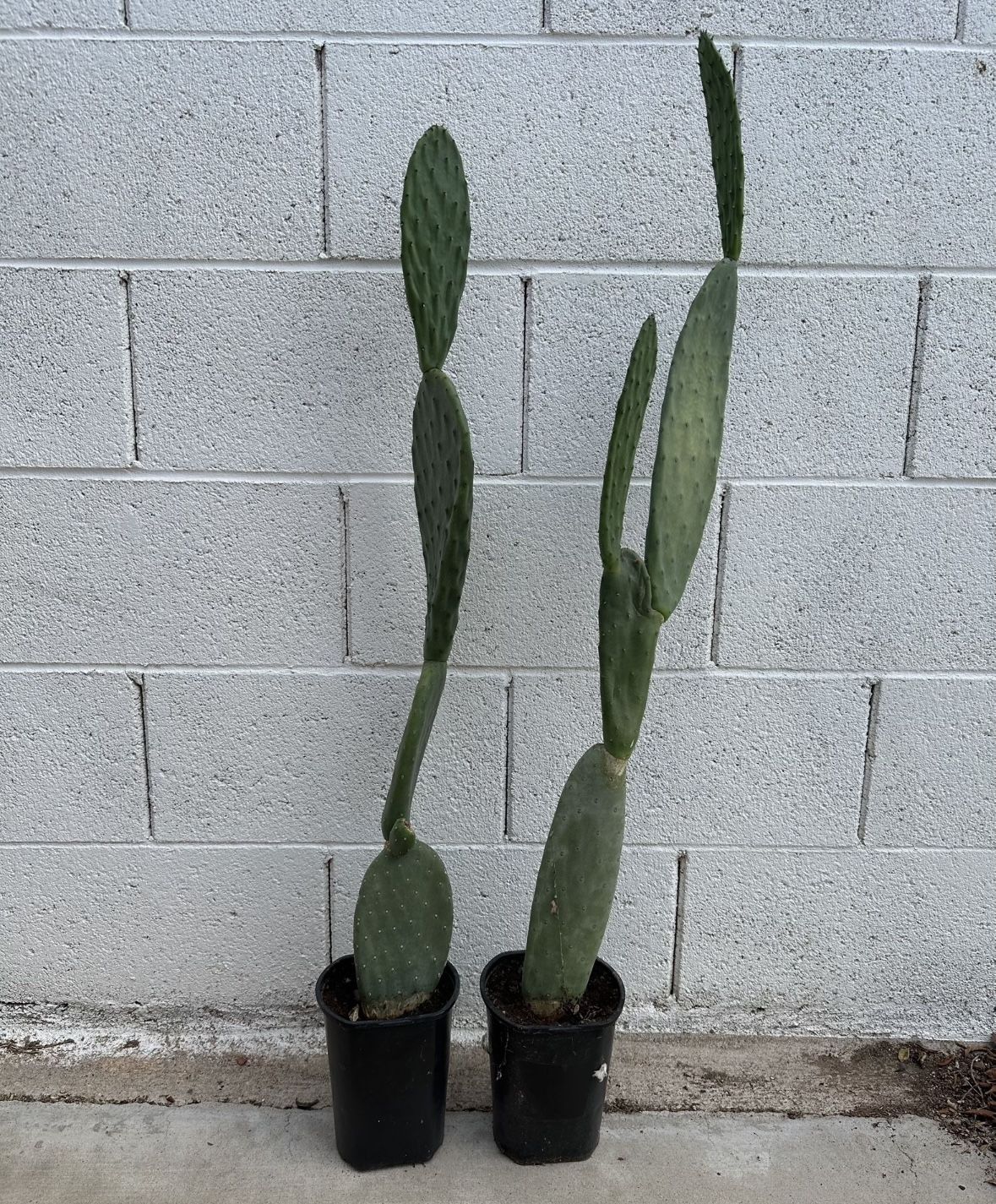 Very Healthy 3 Ft Tall Opuntia Maxima Mill. Prickly Pear Cactus Plants $29 Each