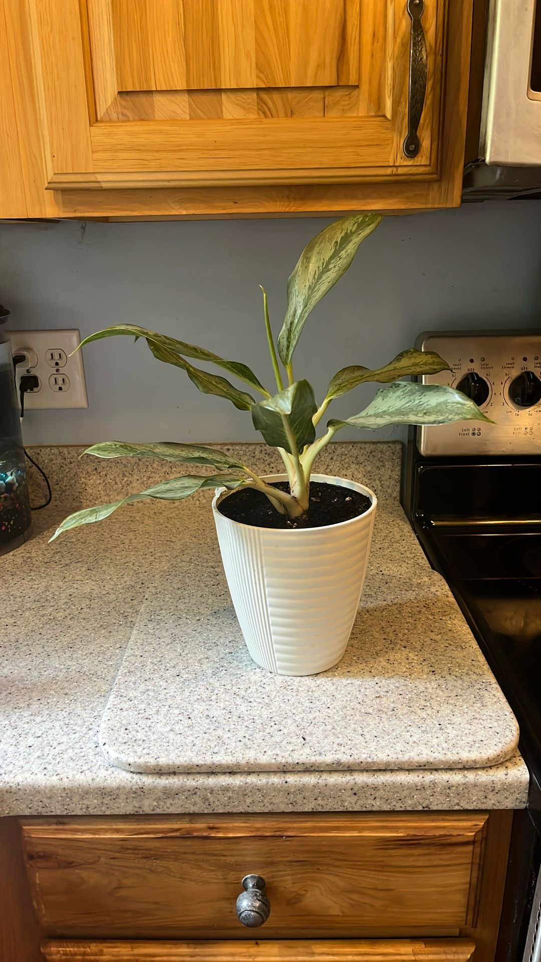 Plant 