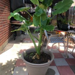 Elephant Ear/ Oreja De Elefante