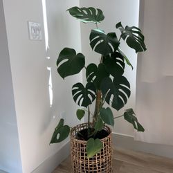 Large Monstera Plant