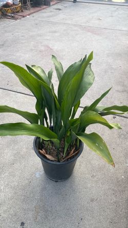 Aspidastra.  Elatior. 5 gallons