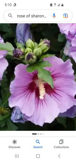 Rose of Sharon bushes