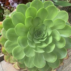 Succulents Plants 