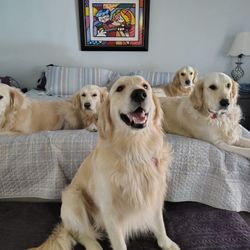 Certified Dog Trainer 