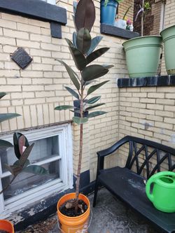Rubber Tree 5 ft.
