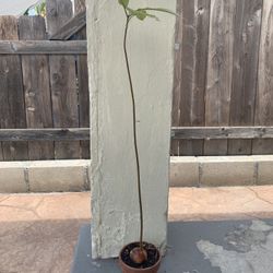 AVOCADO PLANT