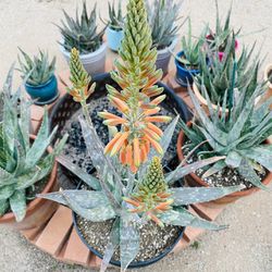 Aloe vera plants On SALE!!