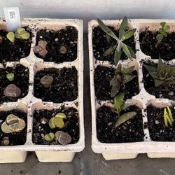 Succulent Starter Lot - Tiny Lithops Living Stones + Haworthia Mix - 2 Trays 