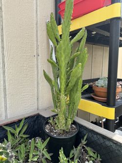 Plantas Suculentas
