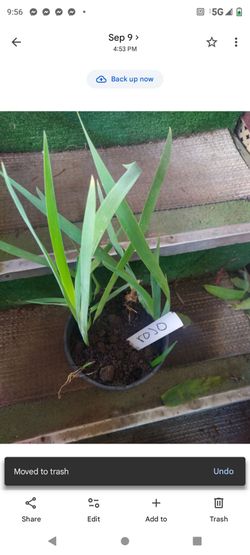 Iris rojo 1g