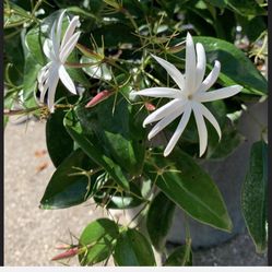 Pink Jasmine’ In 3 Gallons 