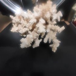 Large Fishtabk Coral