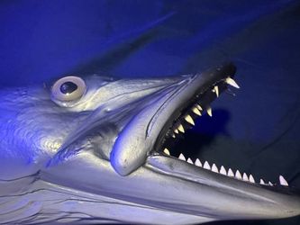 Barracuda Taxidermy