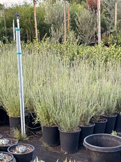 English lavender 5 gal