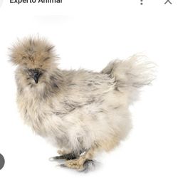 Pollos Japoneses 