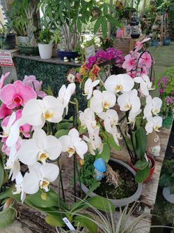 Orchids on huge sale now $25