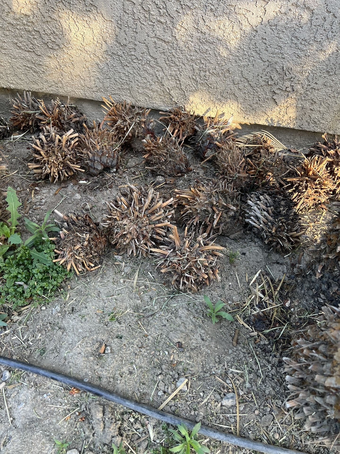SAGO PUPs