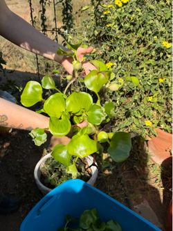 Water Hyacinth