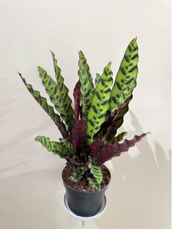 Rattlesnake plant