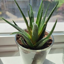 Succulent Houseplant Live