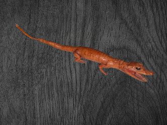 Alligator. Leather Finish.