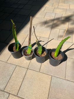 Rooted Dragon Fruit Cuttings (Delight)