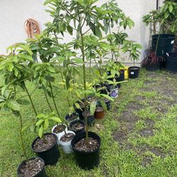 Plants For Sale 