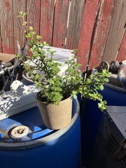 Plant With 1 Gallon Pot $7.00